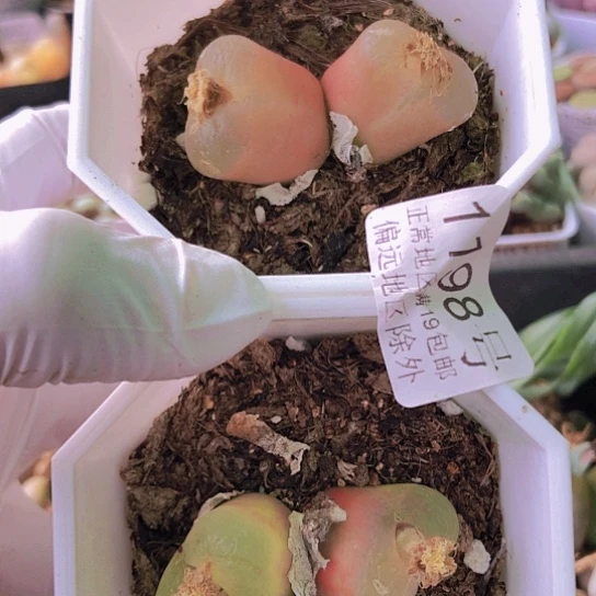 无花朵1198，两颗双头毛毛老皮微瑕