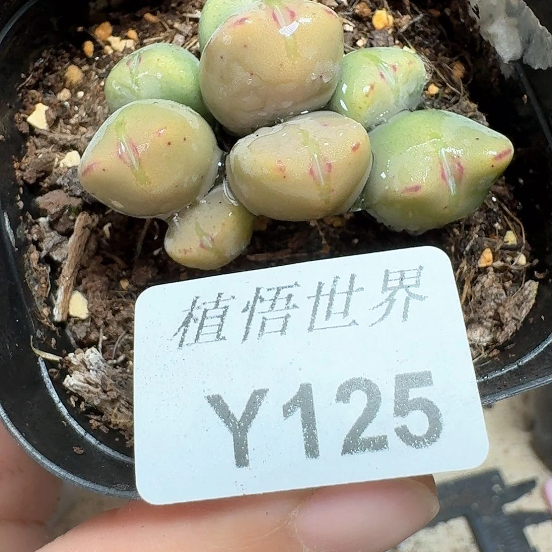 125号多肉植物c f