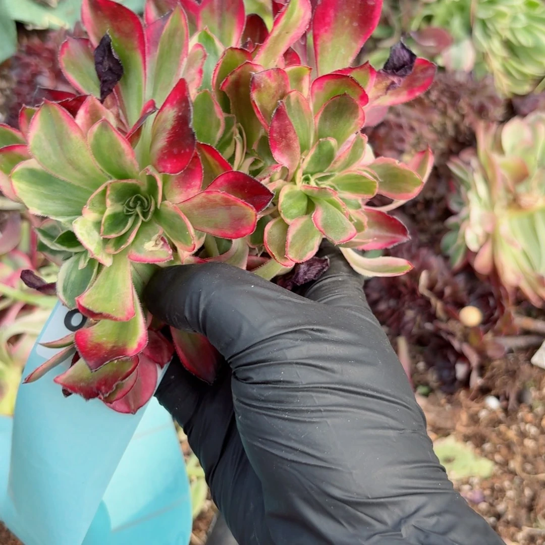 你8944 号多肉法师特价没有根