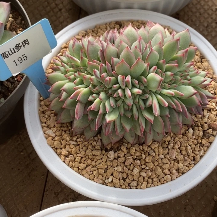 D195- 直播福利 红拉糖缀化