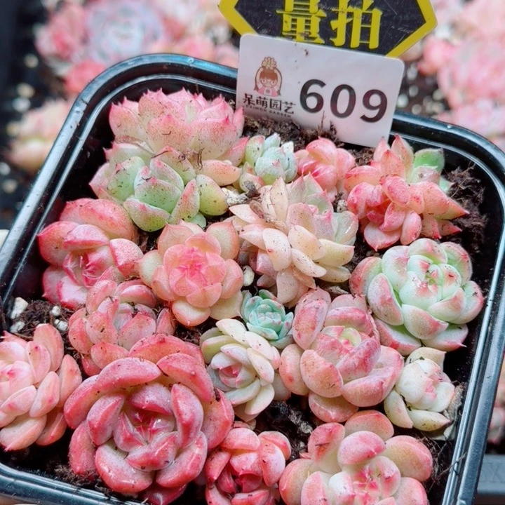 多肉植物多肉植物
