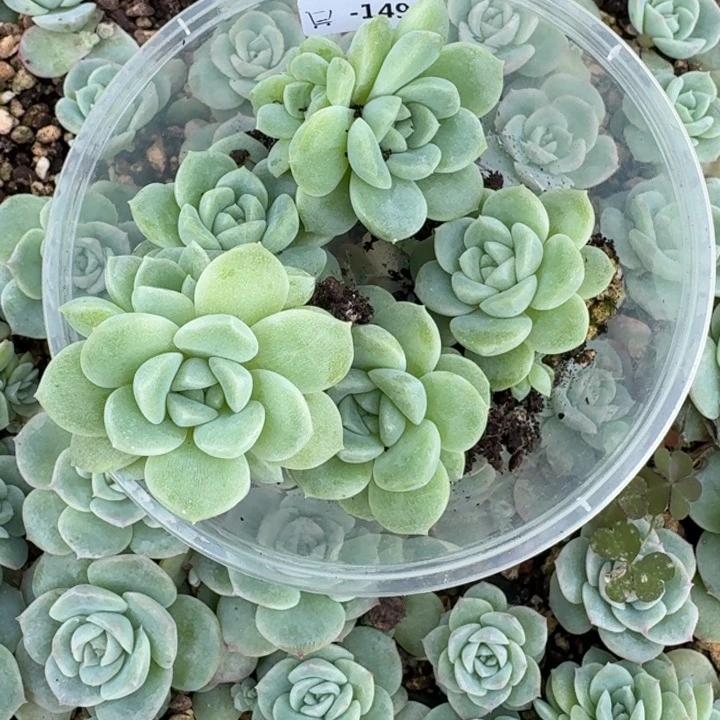 夕****149百度三饭盒一组五颗