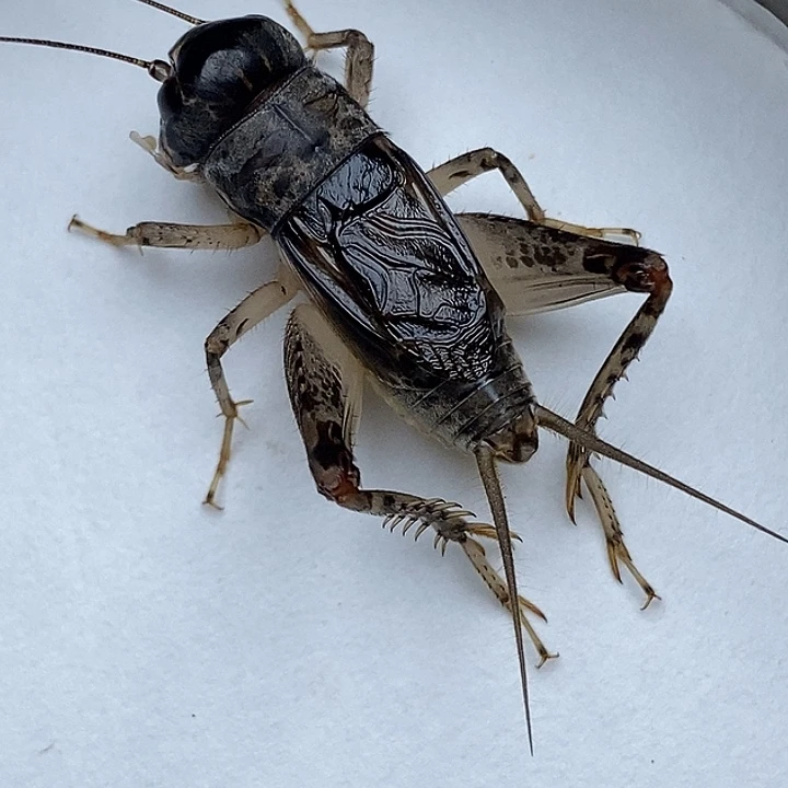 蟋蟀蟋蟀蟋蟀蟋蟀