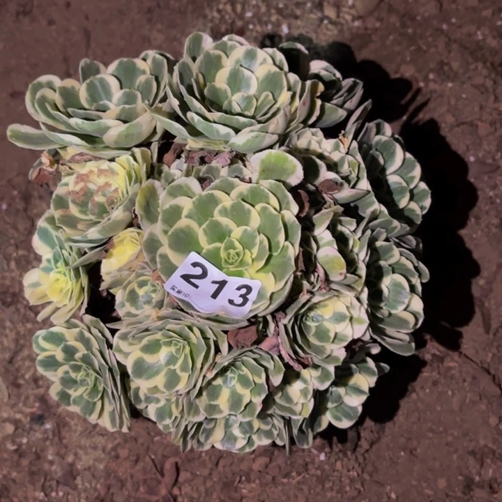 213迈巴赫多肉植物不售后