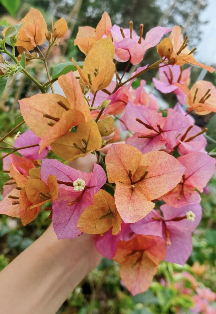 【光之国】【粉九月】一加仑三角梅 阳台庭院盆栽观赏植物
