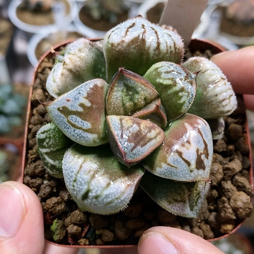 【闪购商品】1变异白羊座