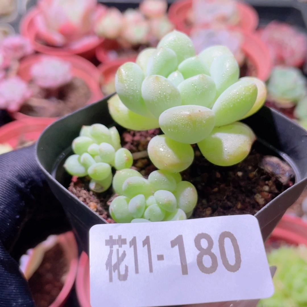 花利美11-180泡泡糖