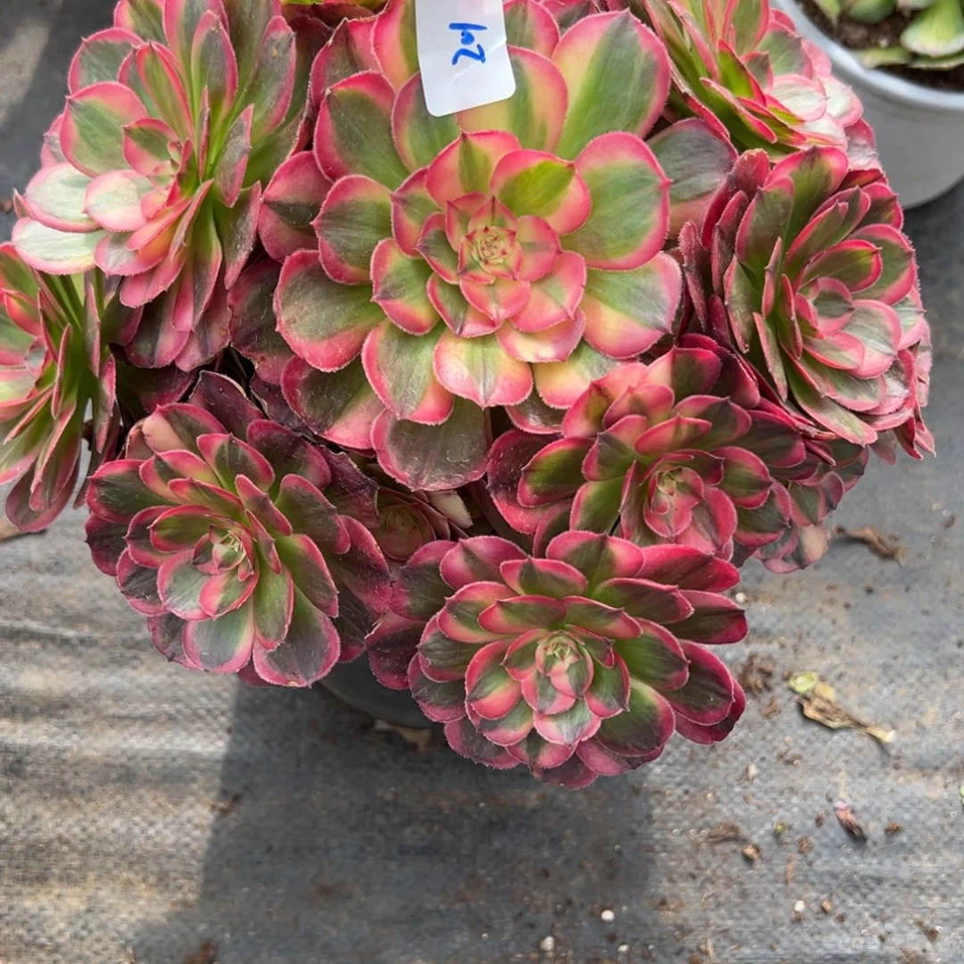 201海神多肉多肉多肉