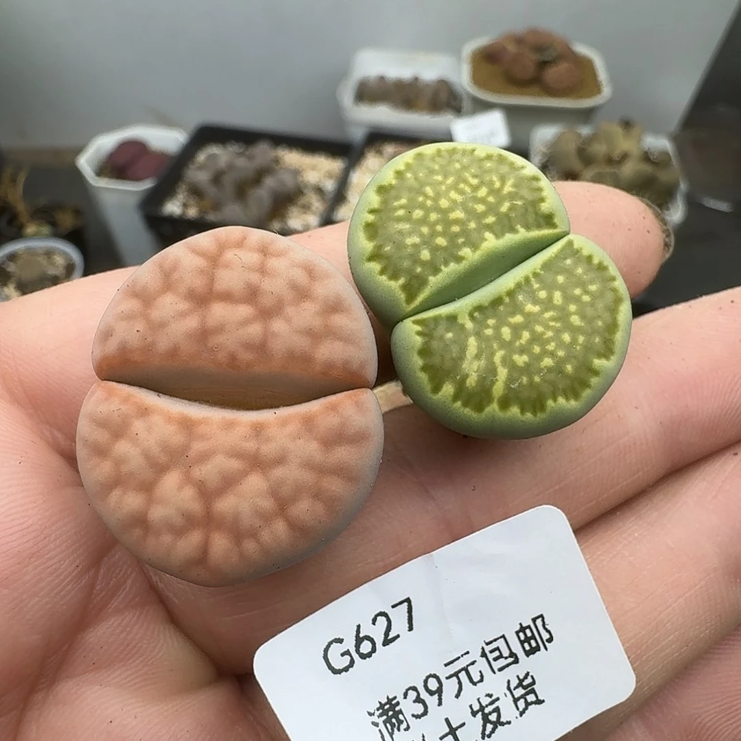 627多肉哈哈哈哈哈哈哈哈