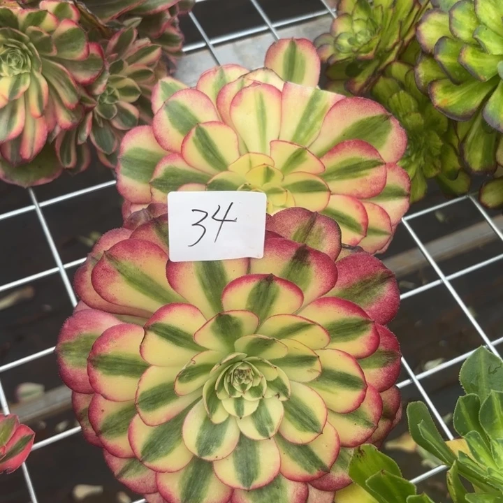 无花朵034特价荔枝单头无售后