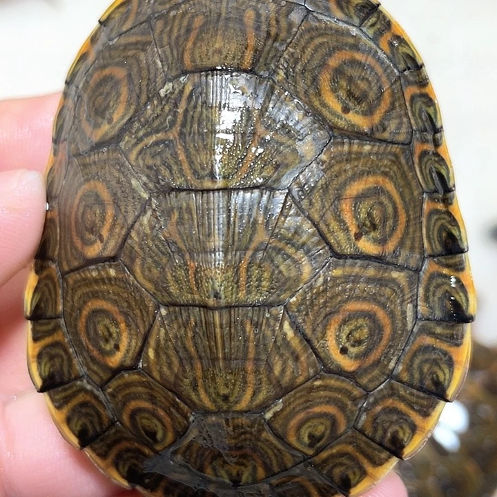 宠物龟不分公母大河