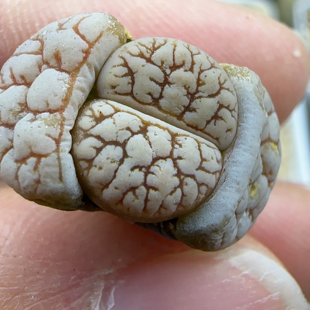 260独一颗跨年福利30包邮