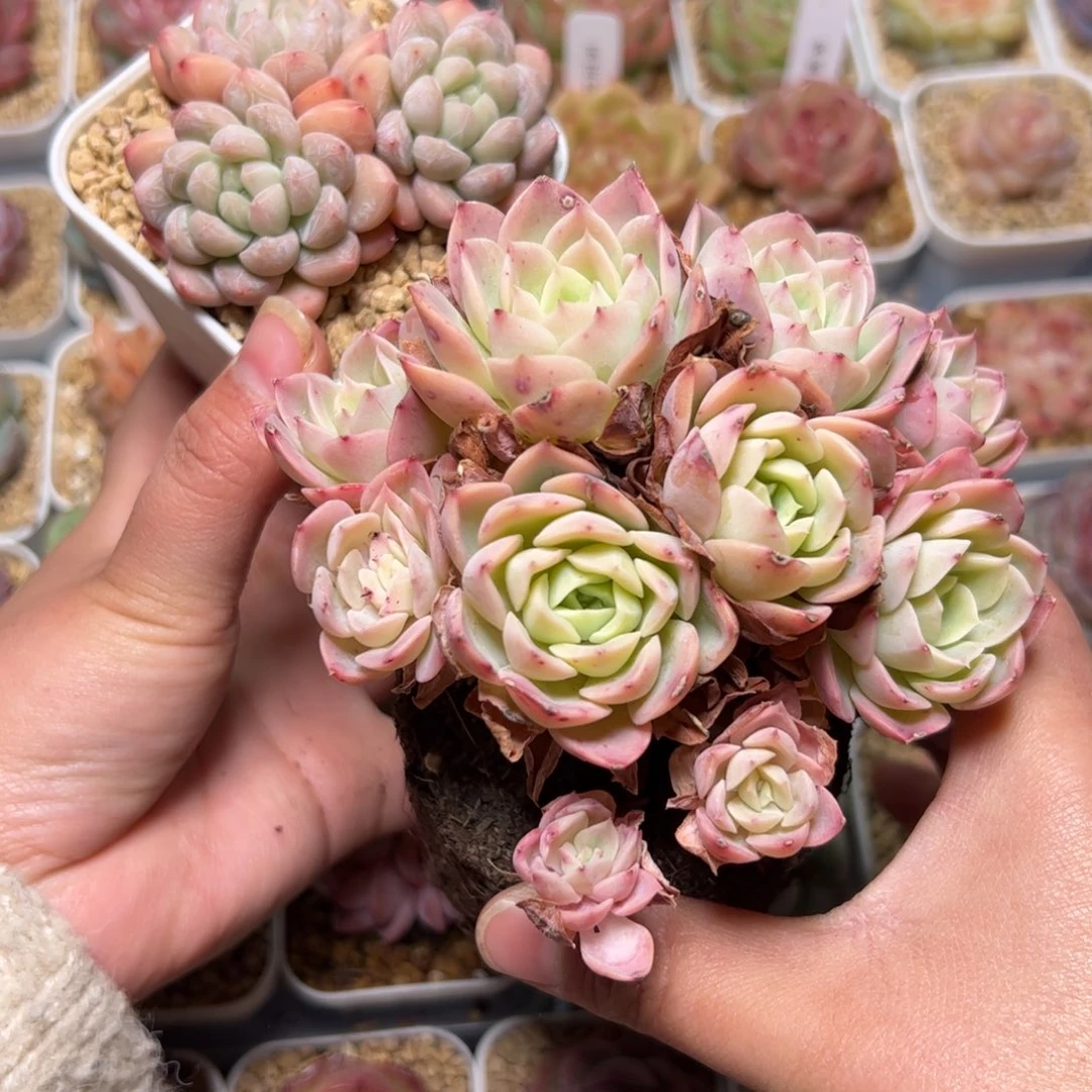 ?*✨493 多肉植物组合