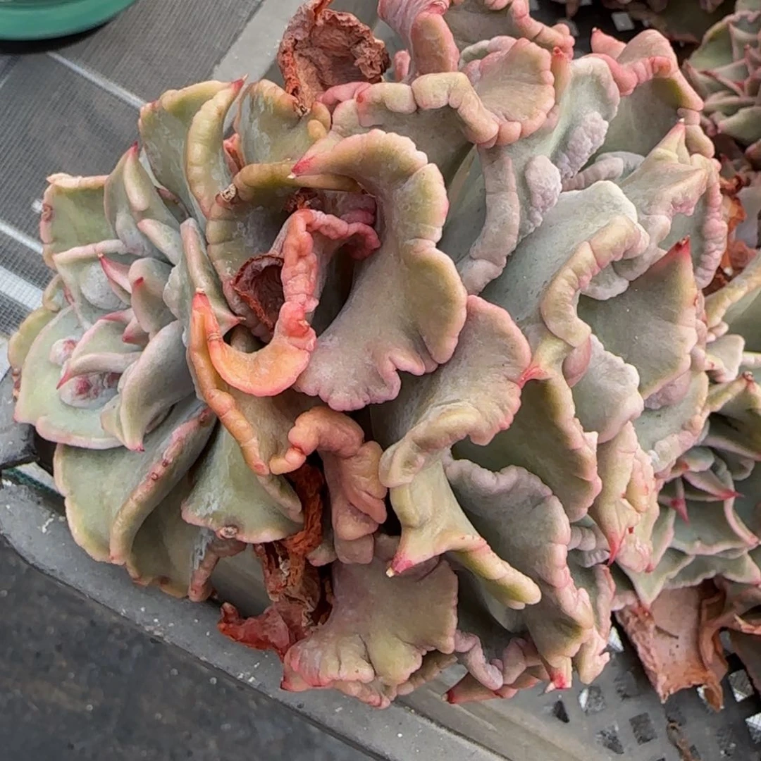 从前慢花园精选多肉饺子皮