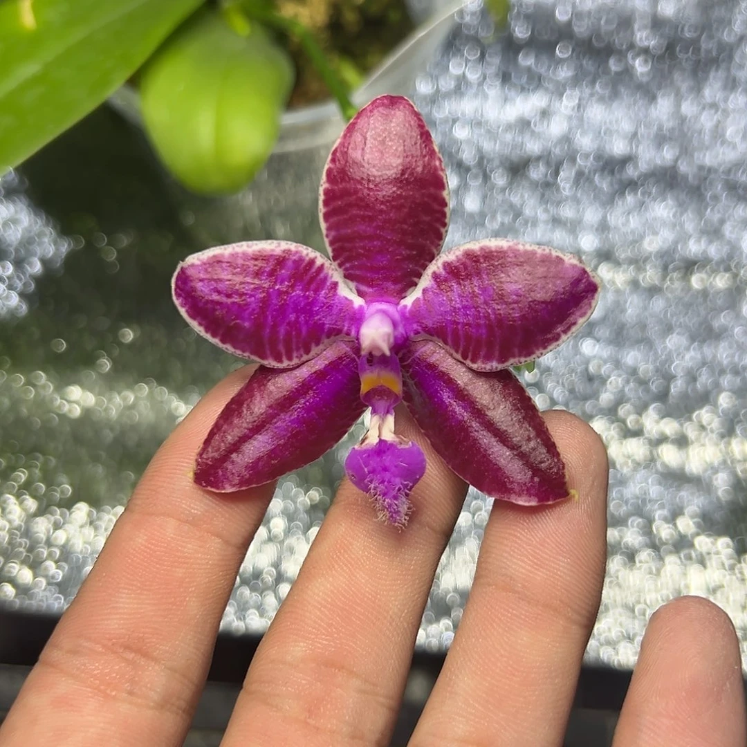 完全开放l391三寸ys1238