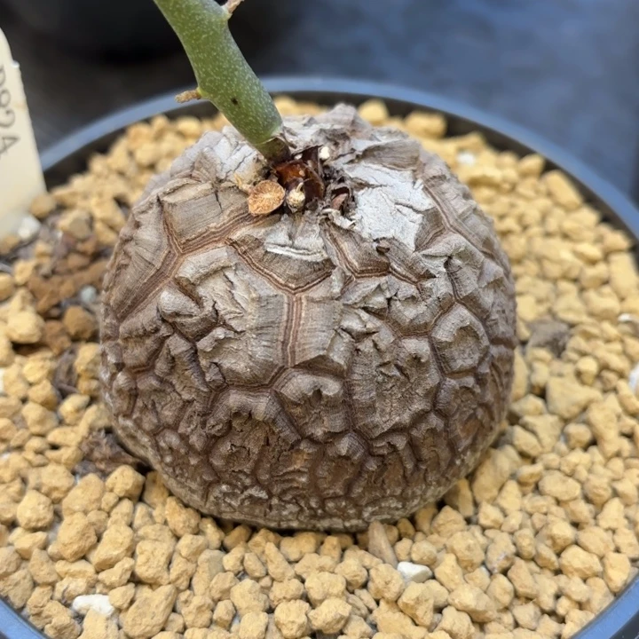 824号龟甲龙带盆包邮尺寸7
