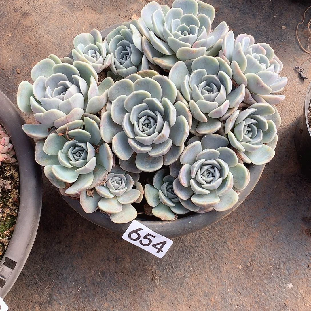 654汉堡 一物一拍多肉