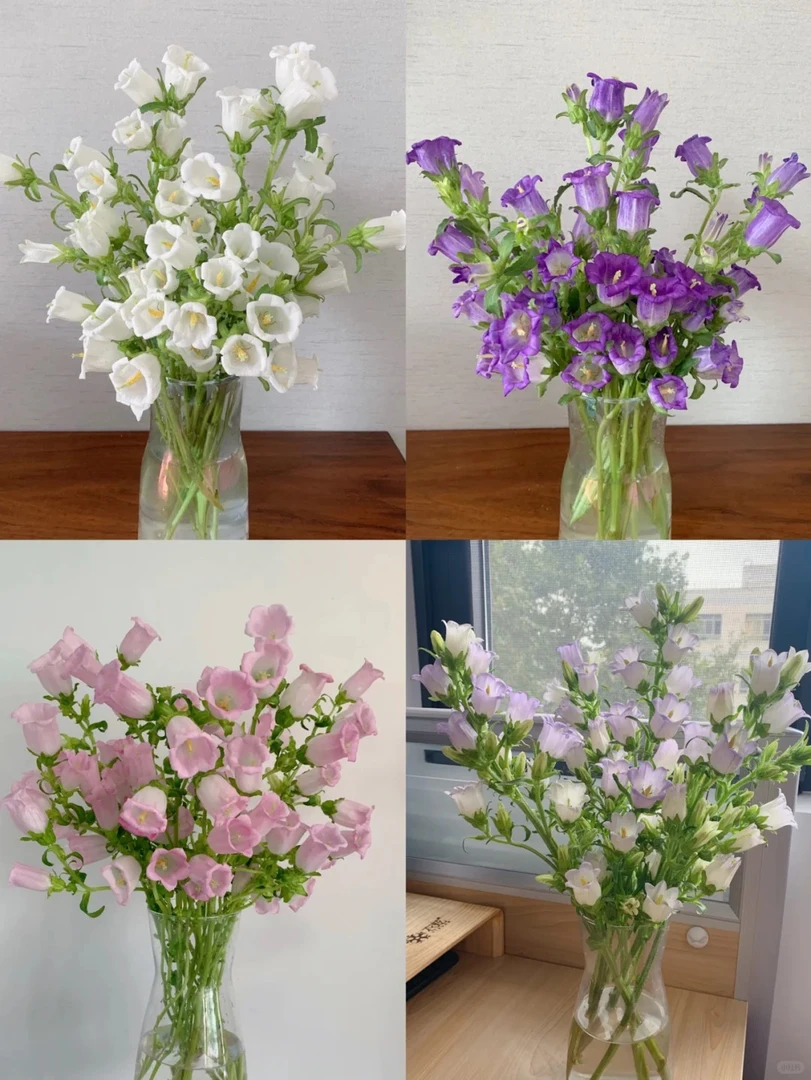 风铃 花期长 一单包邮三单京东 收到需要醒花