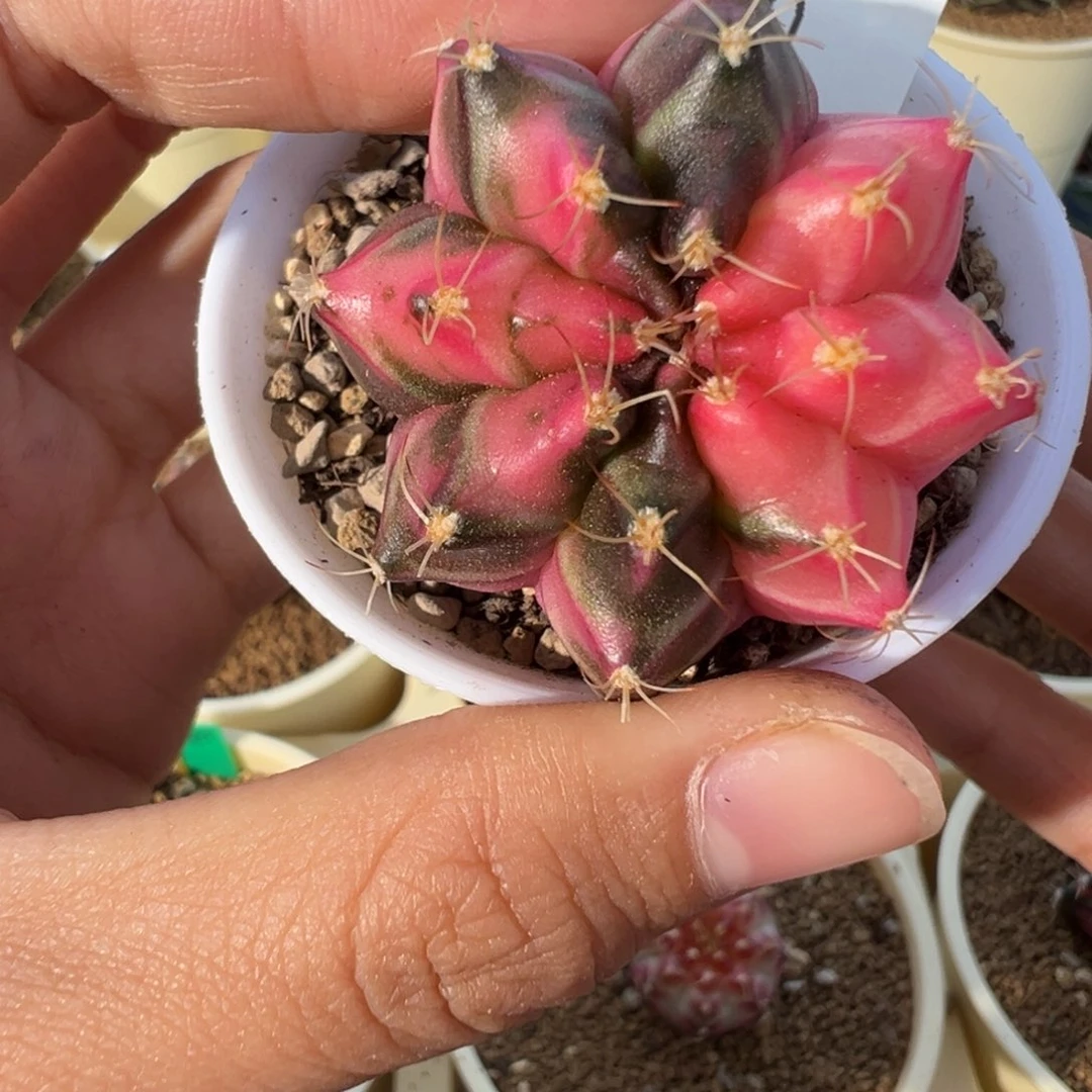 300 好看的米哈冲冲冲