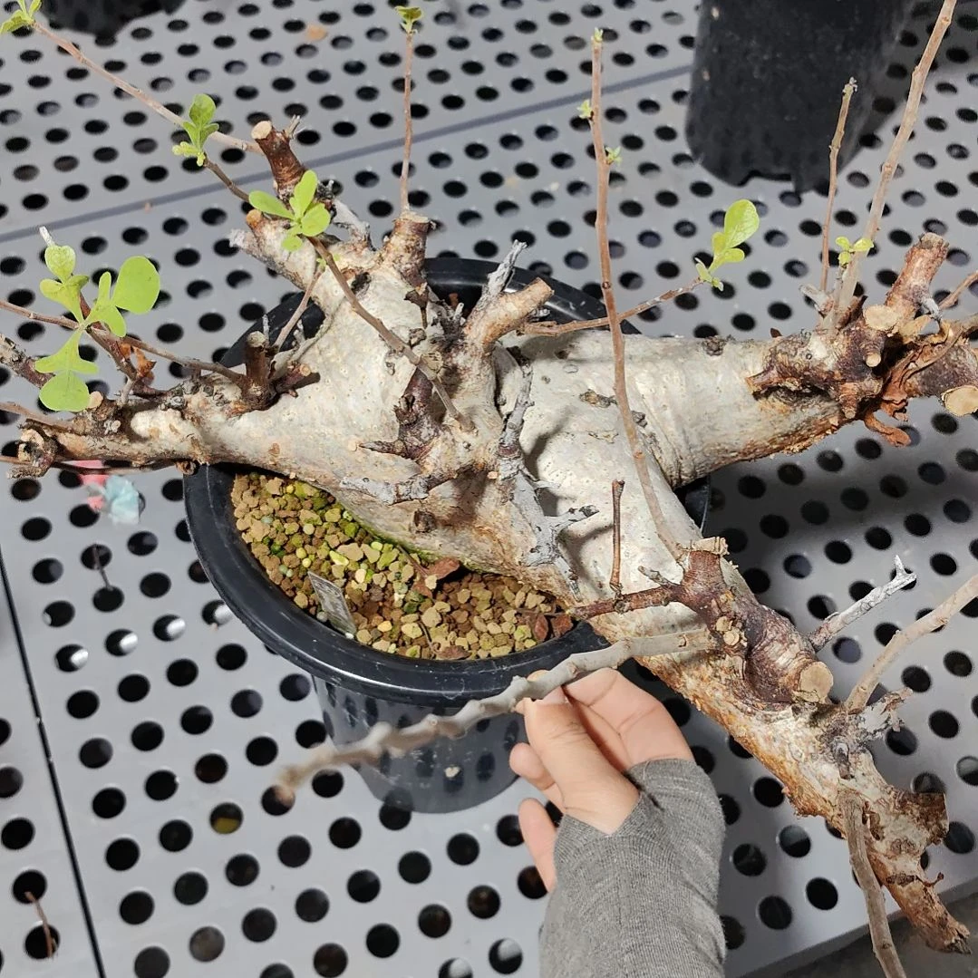 产地威迪橄榄熟桩可寄养