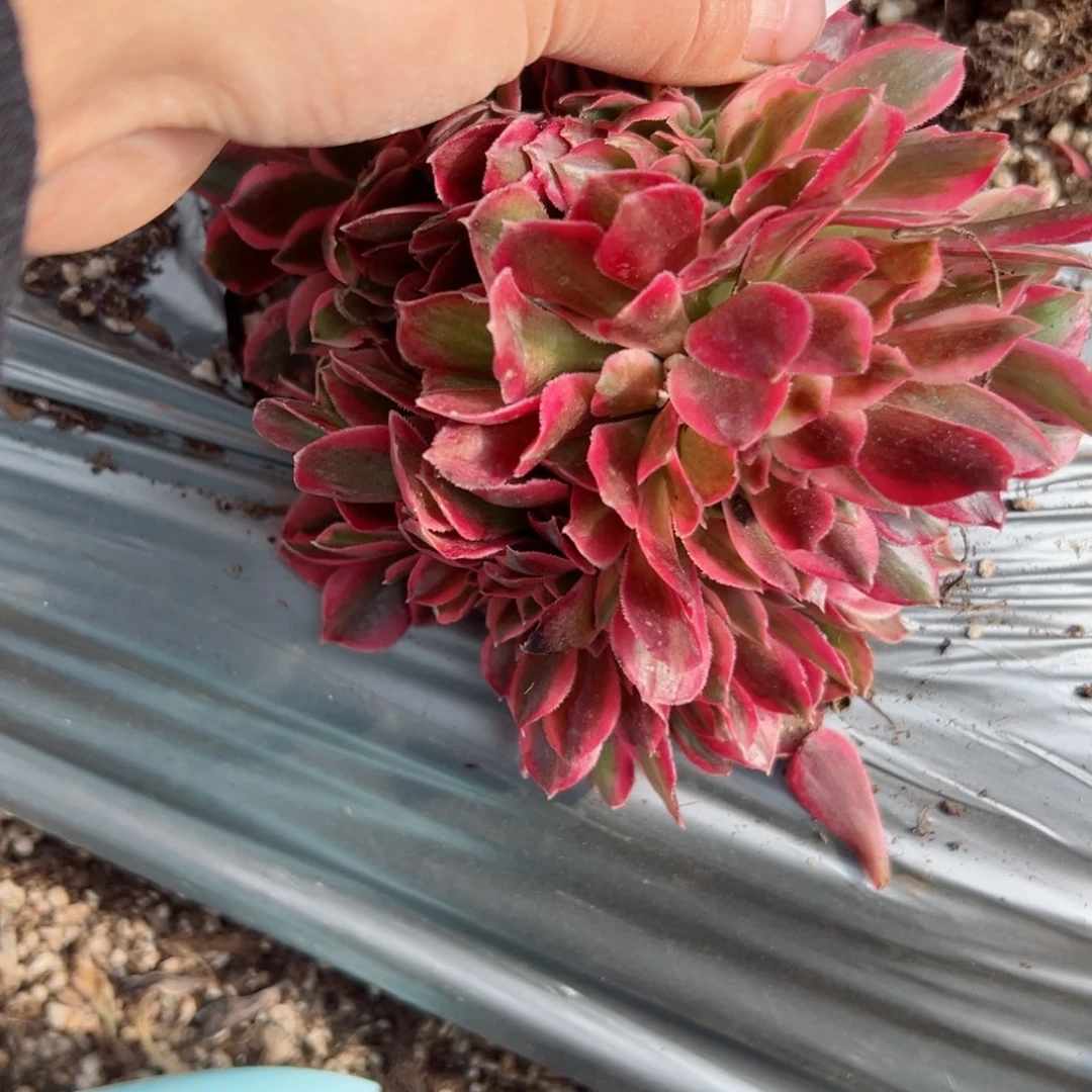 690 号多肉植物法师新年福利