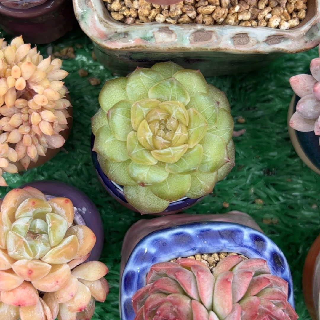 小***瓜542 多肉植物组合盆栽