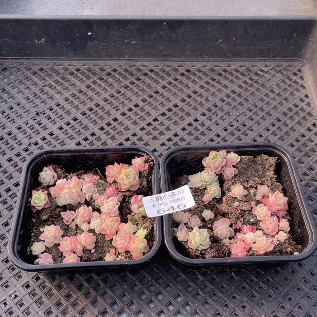 云糖心多肉植物646