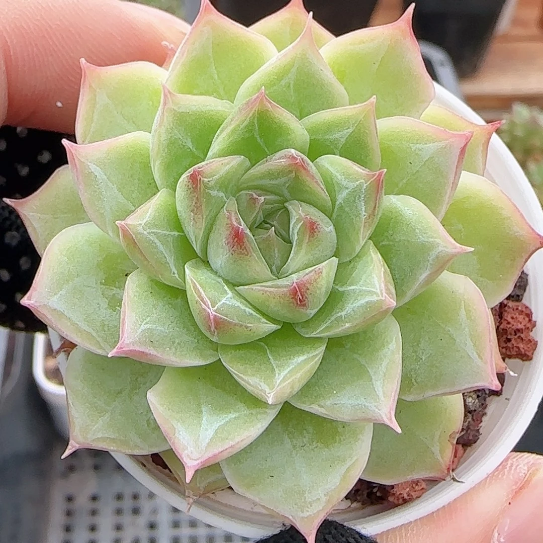 多肉0914--284暗纹女王玫瑰