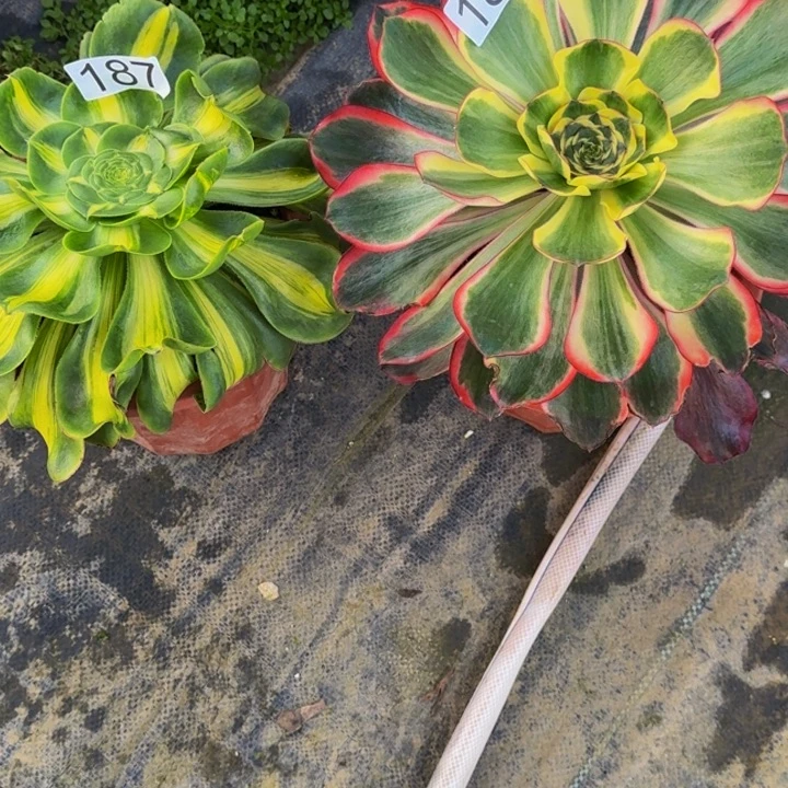 镜***月0000000188187红魔女暴君