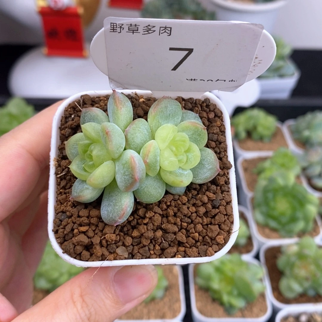 双头带崽云间一颗7号