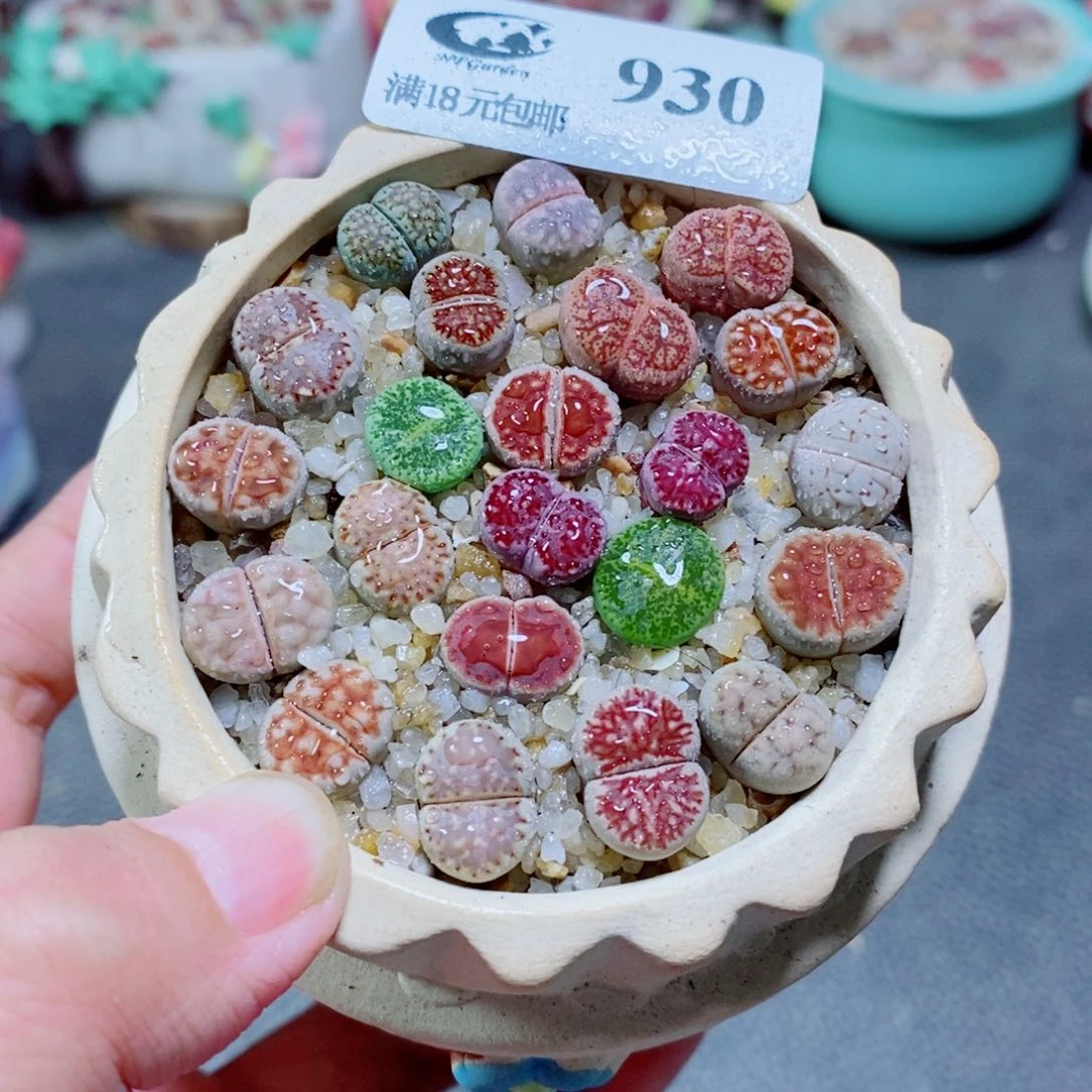 生石花花花花开了930