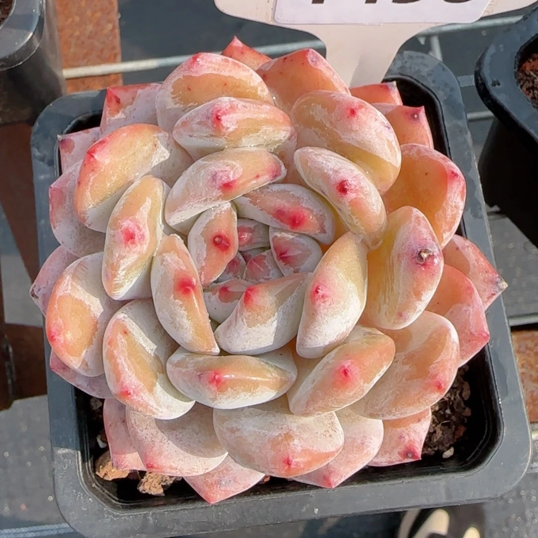 多肉植物1496……….！m