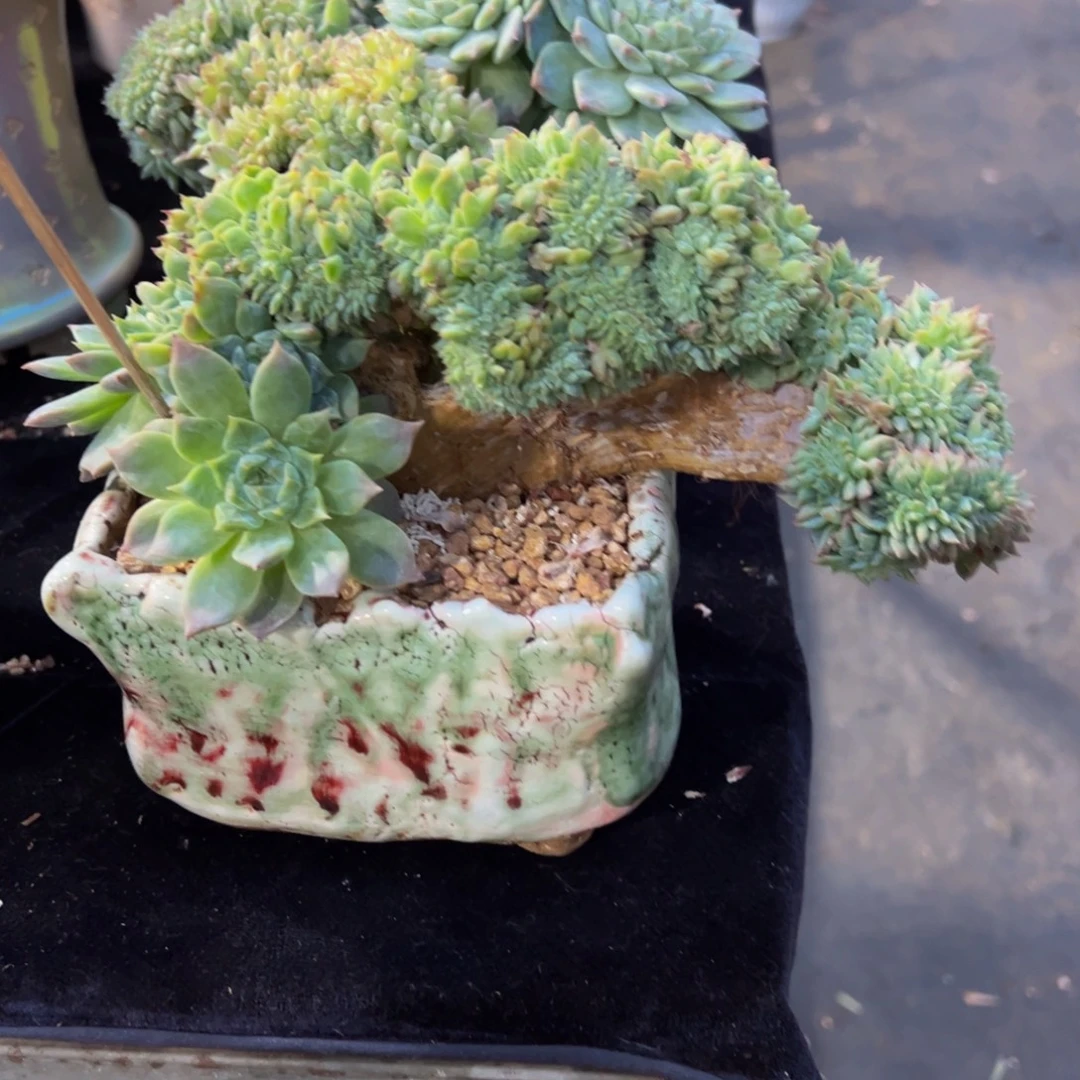 小桃花冰魄缀 天天开心