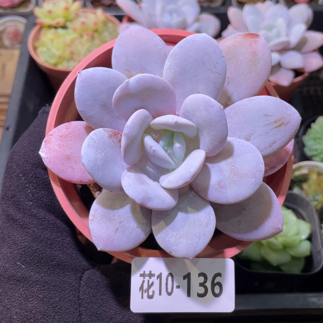 花利美10-136粉雪莲