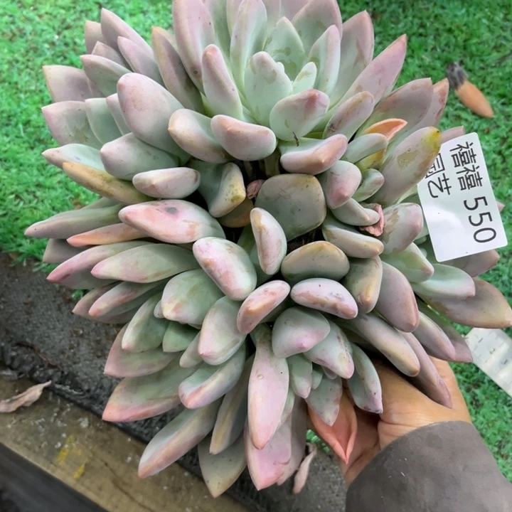 550奥普群多肉植物叶子瑕疵