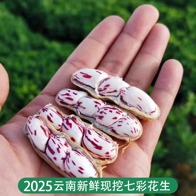 2025新鲜现挖七彩花生奶油花生湿花生带壳水果花生特产嫩花生