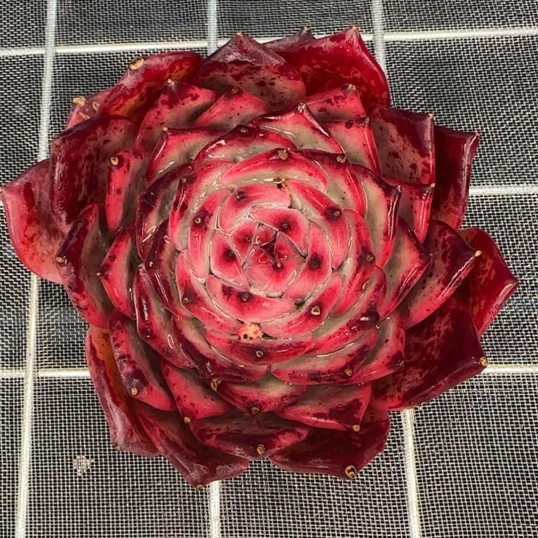 从前慢花园精选多肉红拉糖