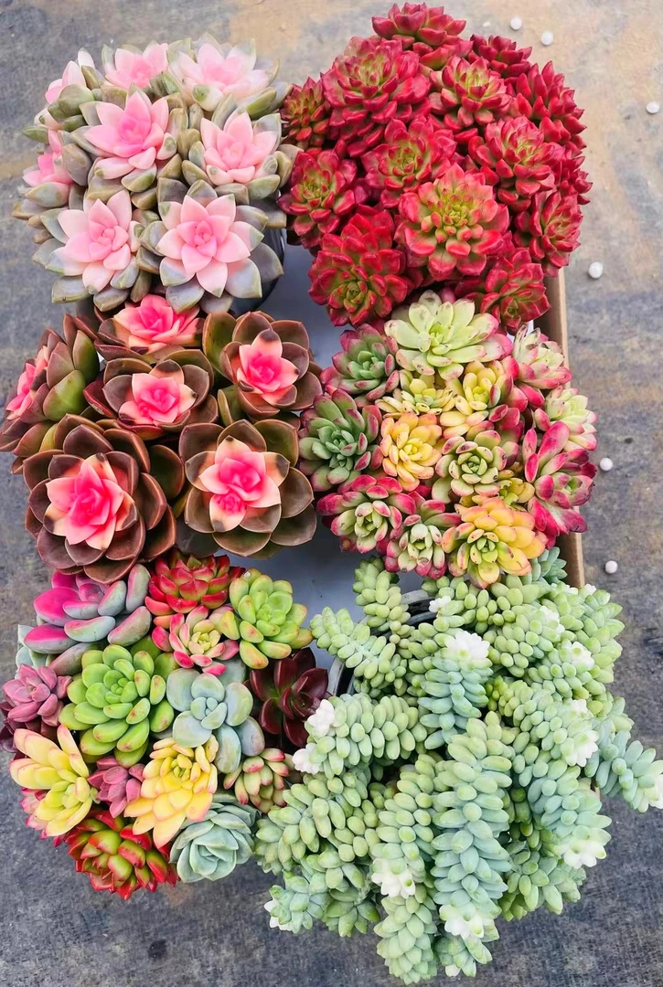 自家种的多肉  精品 好看好养（六盆多肉组合）