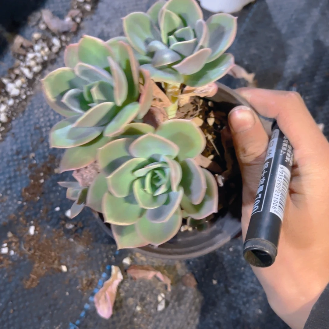 丝绸面纱11cm盆新疆包邮