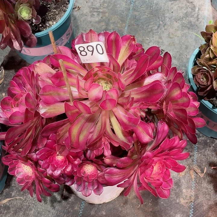 890红铜白 冠幅28