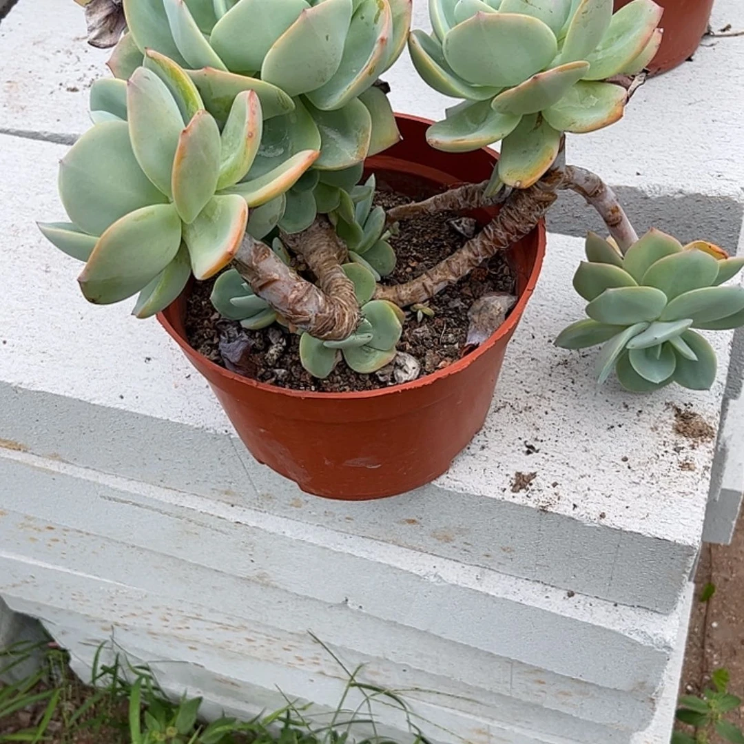 【闪购商品】无花朵M****a