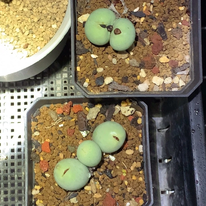 精品多肉植物2盆子鸽子蛋