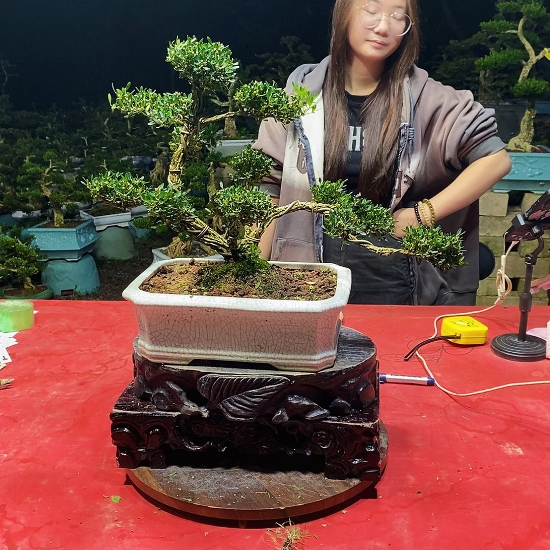 完全开放广东黄杨盆景
