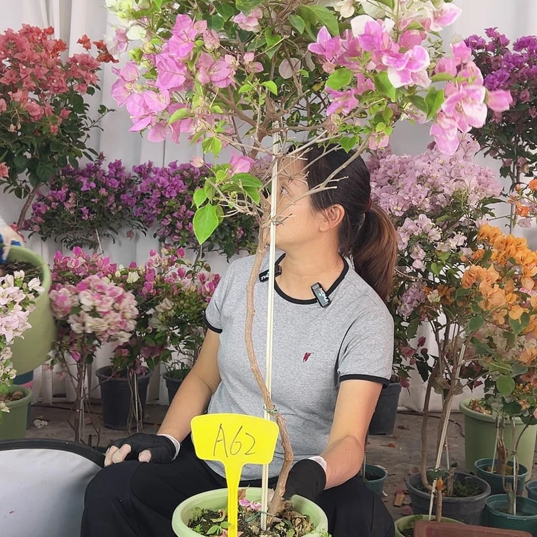 周***怡大部分花苞少量开放A62红樱