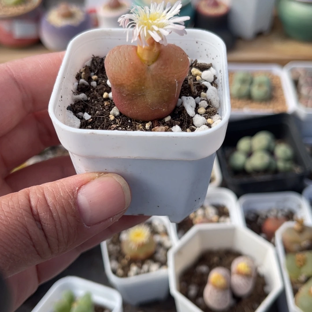 多肉植物一物一拍45