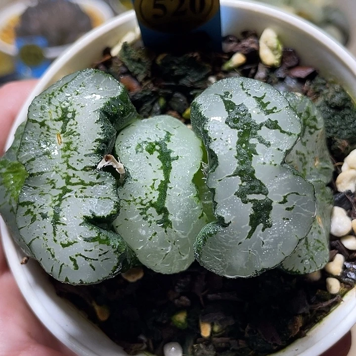 520蓝翼玉扇亚成株