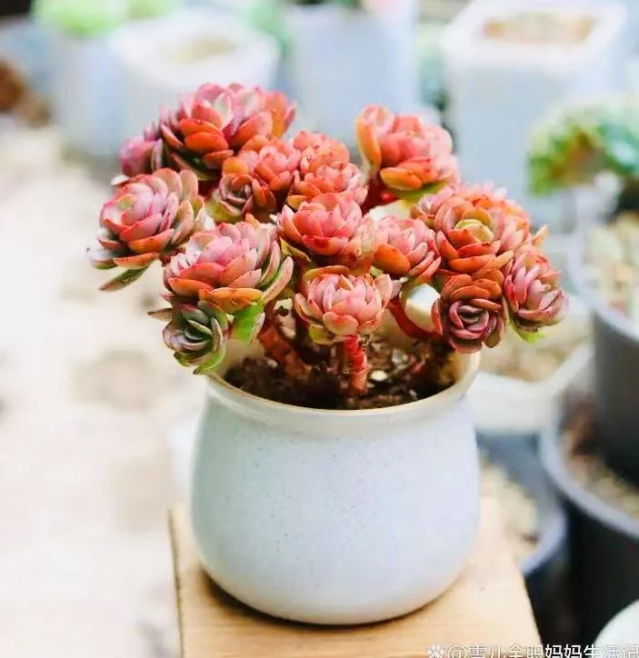 【秀妍】带盆发货云南维维盆栽多肉新手好养心花怒放空气盆栽多肉