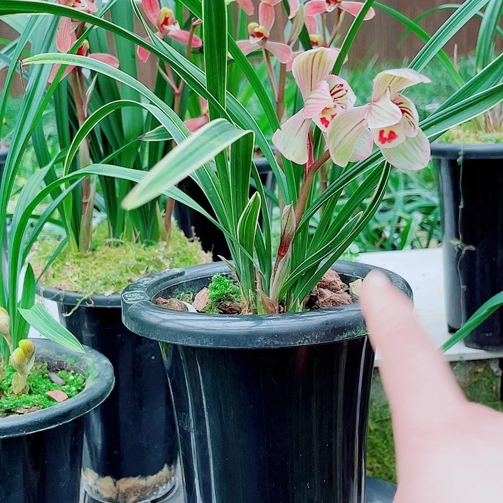 林***伟完全开放一物一漂亮