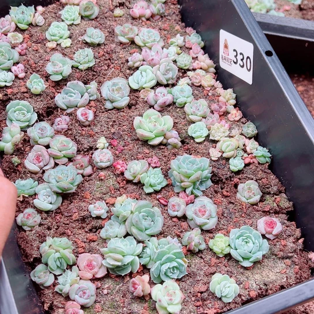 小***.多肉植物多肉植物