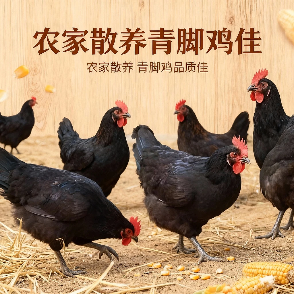 农家散养黑凤鸡发货包邮到手3只单只2.5斤以上发货